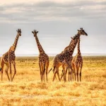 Kekayaan dan Keanekaragaman Fauna Afrika yang Menakjubkan