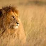Satwa Langka Afrika: Berbagai Spesies yang Perlu Dilindungi